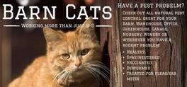 Barn Cat